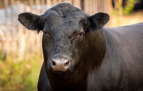 Bull - Athabasca Heifer Coop