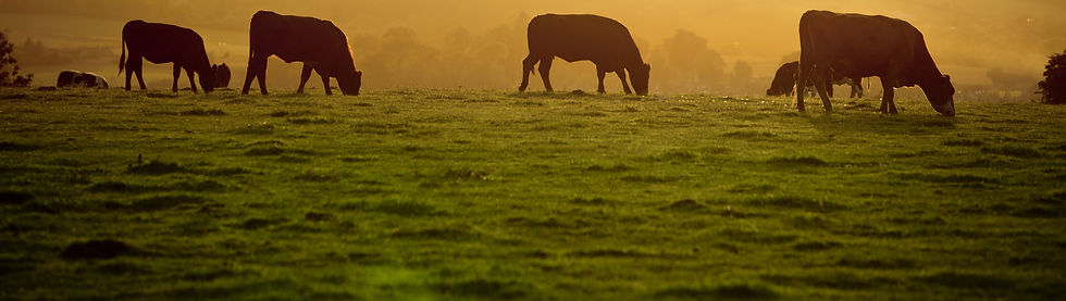 shutterstock_126251330_edited.jpg