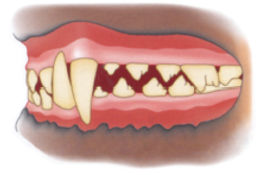 la mandíbula de mi perro está dislocada