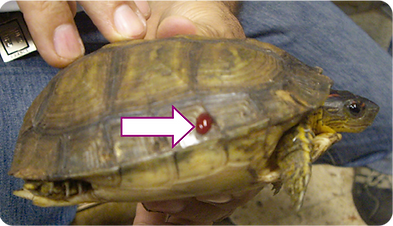 Figura 4. Hemorragia que se produce al retirar una garrapata del género Amblyomma en una tortuga terrestre (Rhinoclemmys areolata).