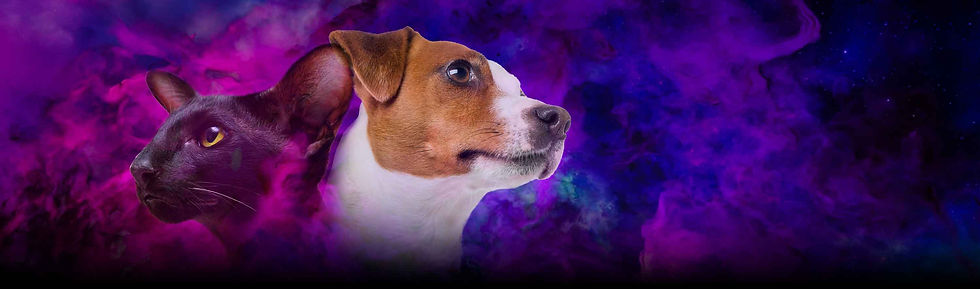 1 er Diplomado en Farmacolofía para el Clínico de Perros y Gatos