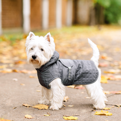 Dog Clothing