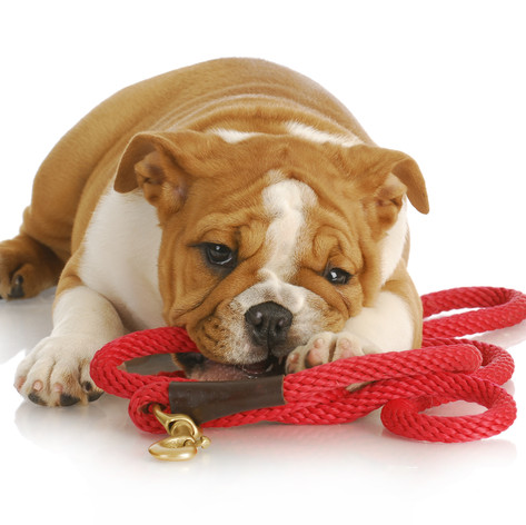 Dog Collars, Harnesses, Leads and Tags