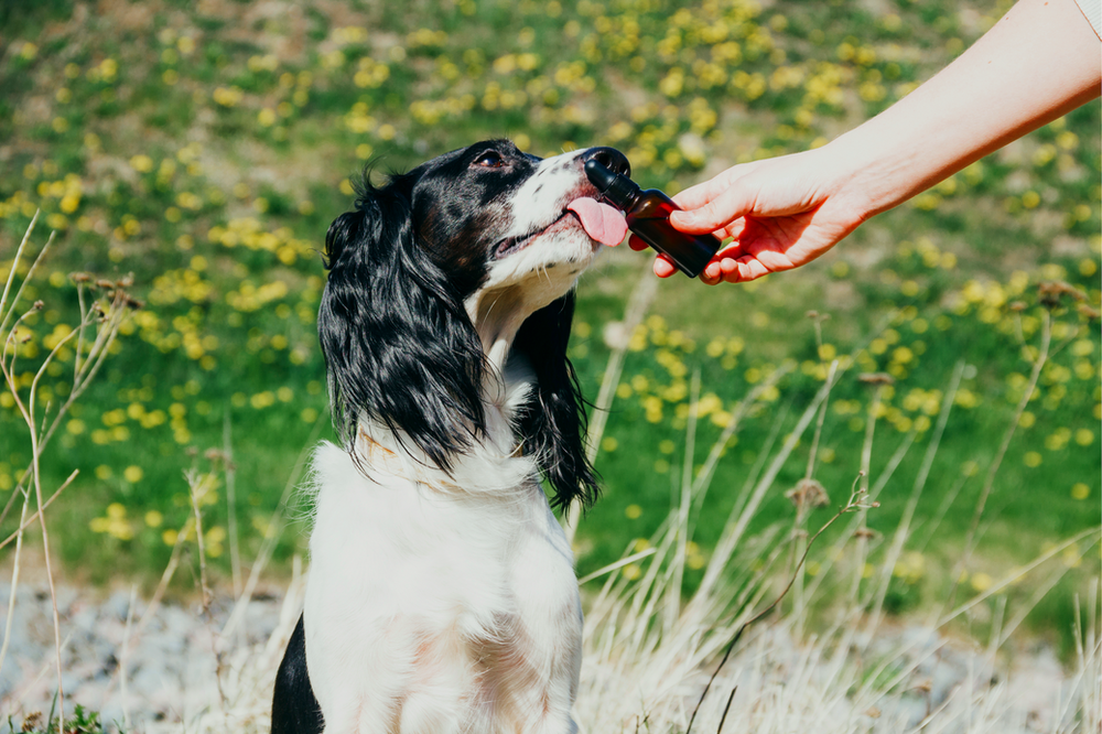 primal freeze dried beef
