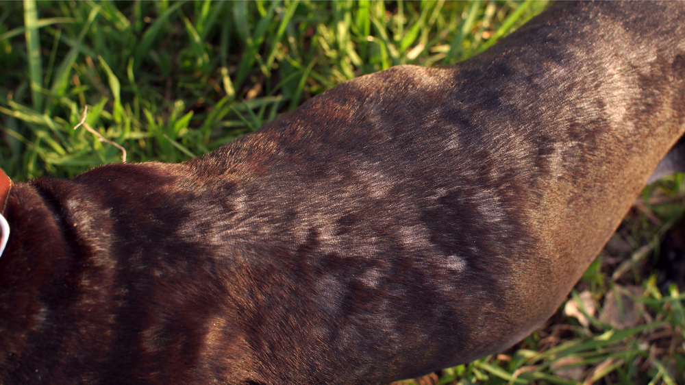 Dog Allergy Testing Does Your Dog Need an Allergy Test? MIDOG TEST