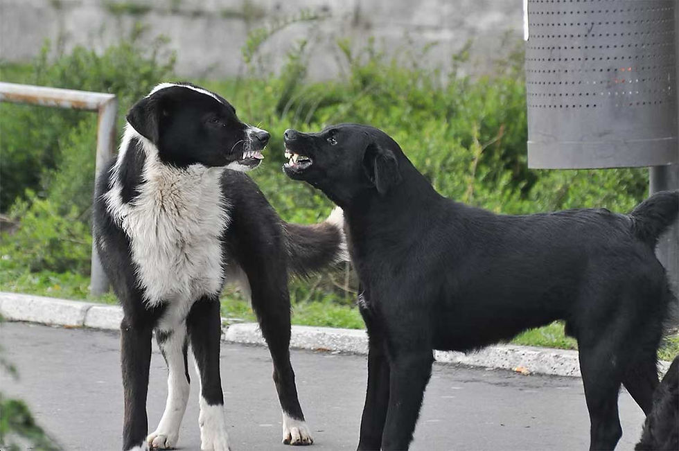 Reactive Dogs Needing Obedience Training