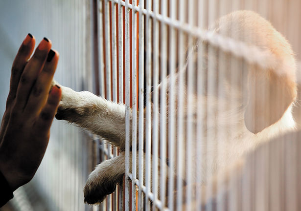 Shelter Dog Training by Naked Dog Training 2.jpg