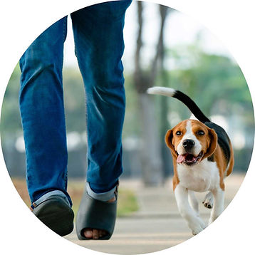 Dog Training with Beagle