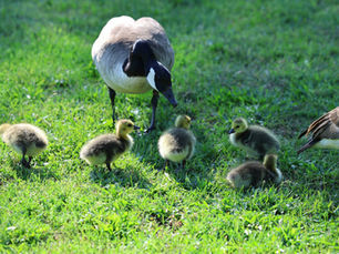 The Hill of Harmony: A Kongshan Temple Anecdote (Part 11)