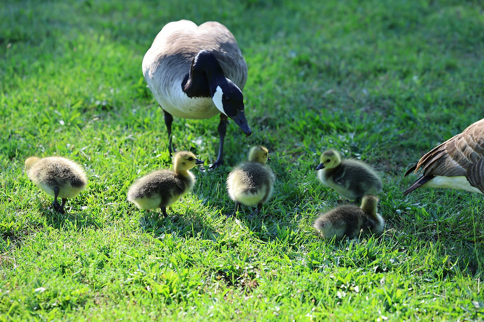 【和睦山丘】——空山寺小故事(十一)