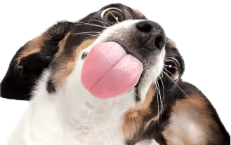 Photo of a pup popping up to lick the screen