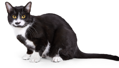 Photo of a tuxedo cat