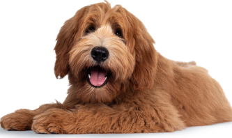 Photo of shaggy dog lying down
