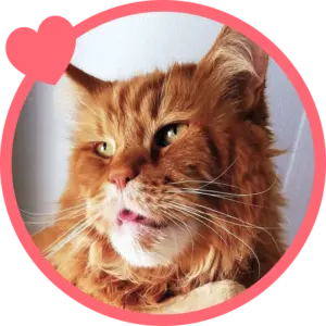 Portrait of Killian the cat with pet insurance