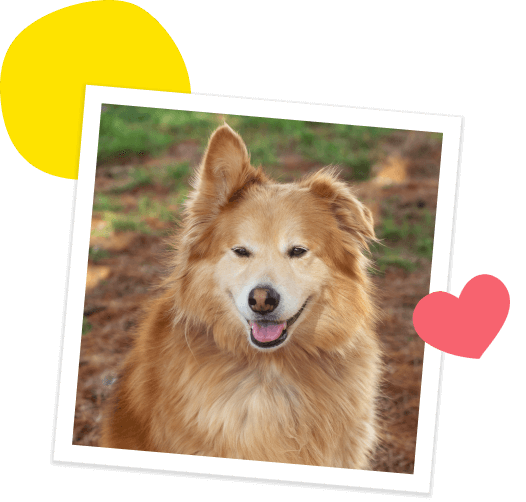 Polaroid photo of a golden retriever