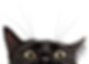 Photo of a black cat with wild whickers peeping over the bottom of the module.
