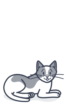 For Kitten Owners