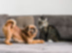 dog and cat sitting on a couch