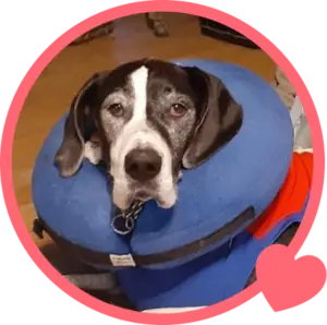 photo of Ambrosia the dog