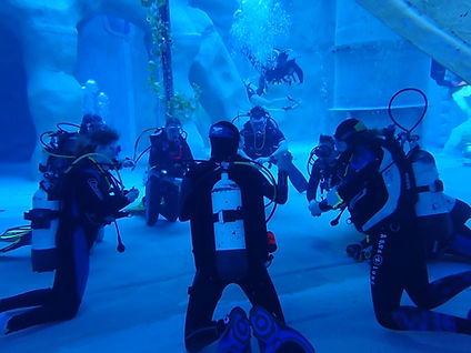 scuba divers under water