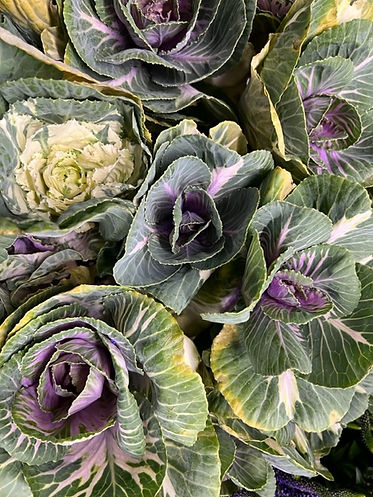 KALE FROM CALIFORNIA