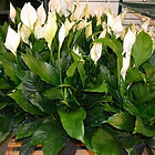 Live Plants | Hall's Wholesale