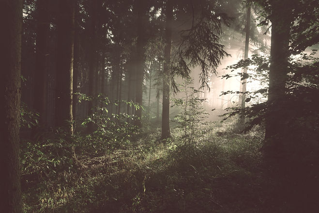 trees on forest with sun rays_edited.jpg