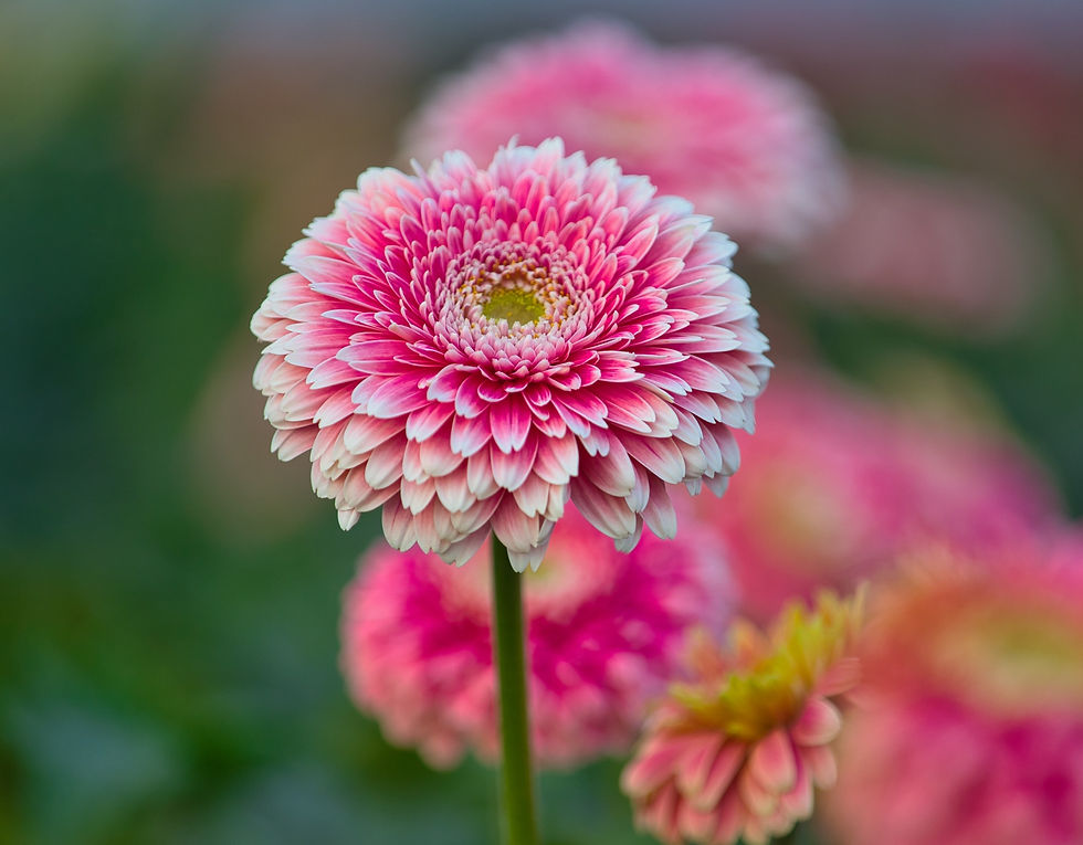 A close up of a garden with pink Gerbera Daisies