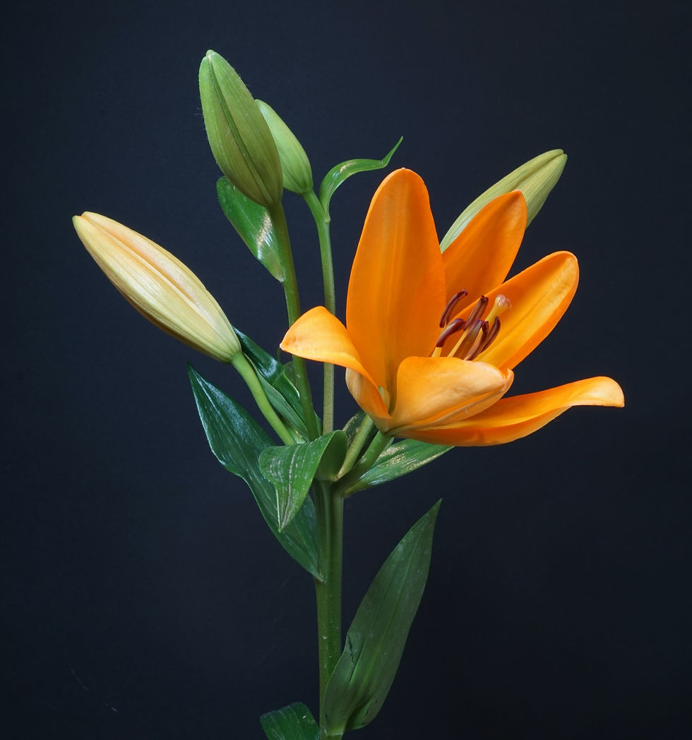 A close up of an orange lilly