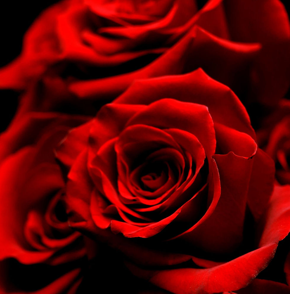 Close up of a bouquet of red roses.