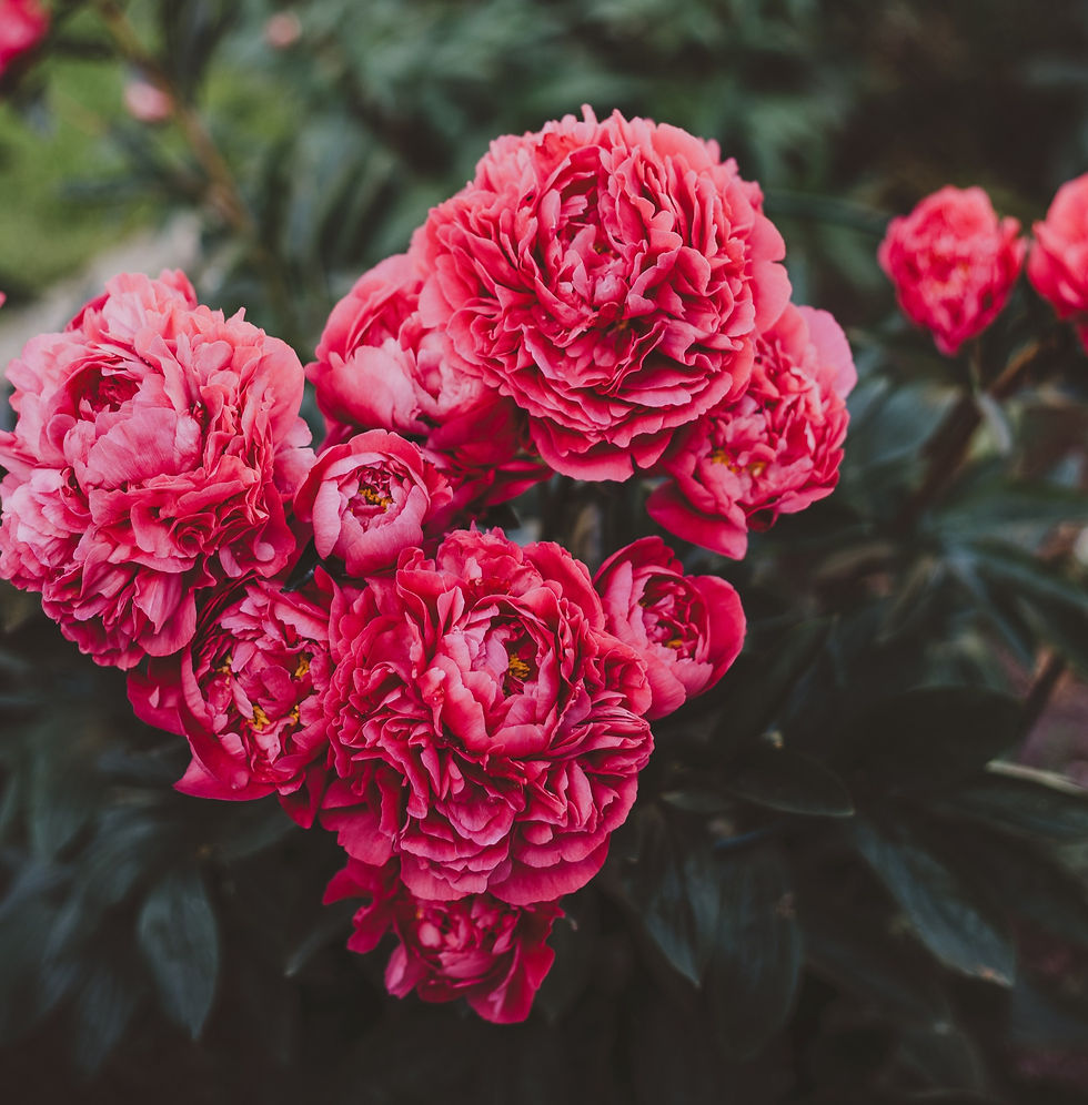 A picture of pink carnations flowers shaped like a heart