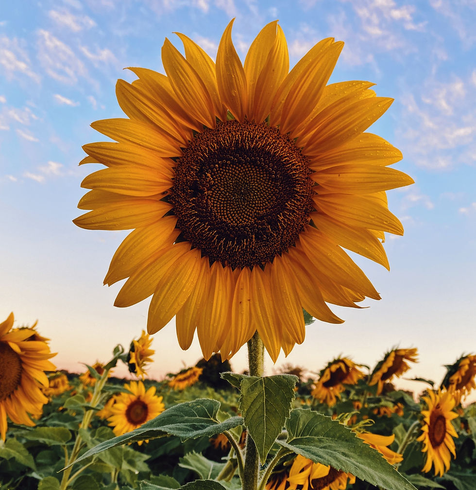 A closeup of a sunflower in a garden