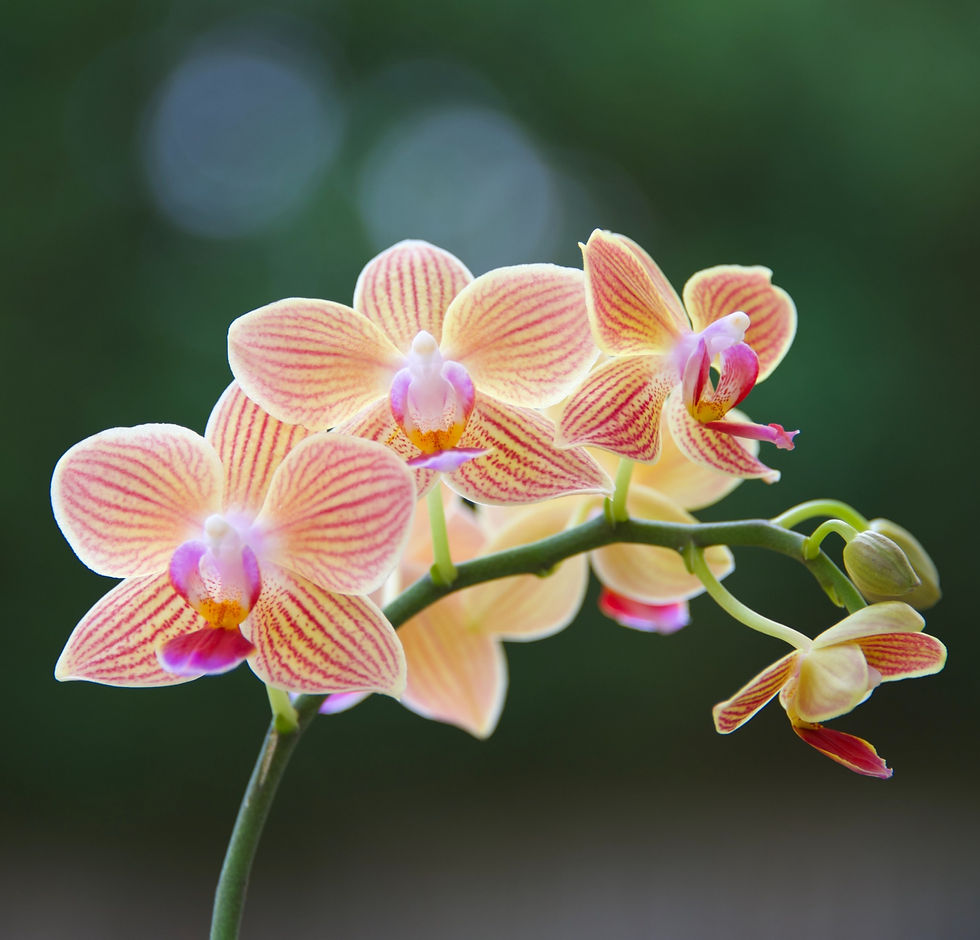 A close up of naturally grown orange orchid flower