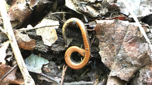 Sunshine, Salamanders and Slime Molds!