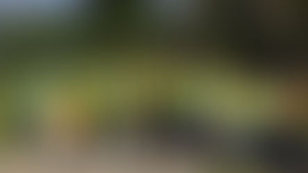 Earth Day Cleanup Volunteers