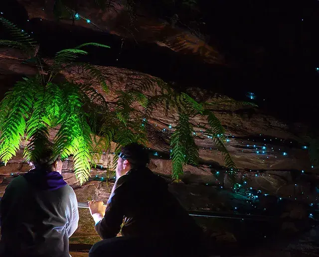 glow worms