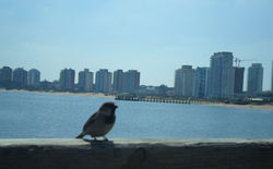 Punta del Este, Uruguay
