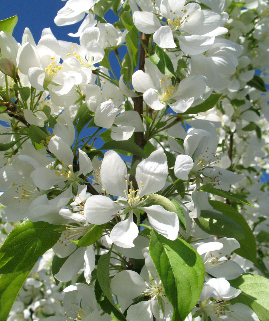 Spring Snow Flowering Crabapple Timber Shack Spring Snow Flowering Crabapple Timber Shack