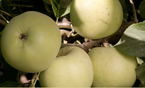 Apple Winter Banana (Semi-Dwarf) | Timber Shack