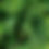 Thumbnail: Green Giant Arborvitae