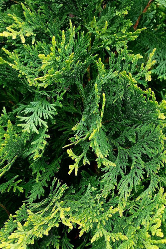 Green Giant Arborvitae 6-7' | sawmill