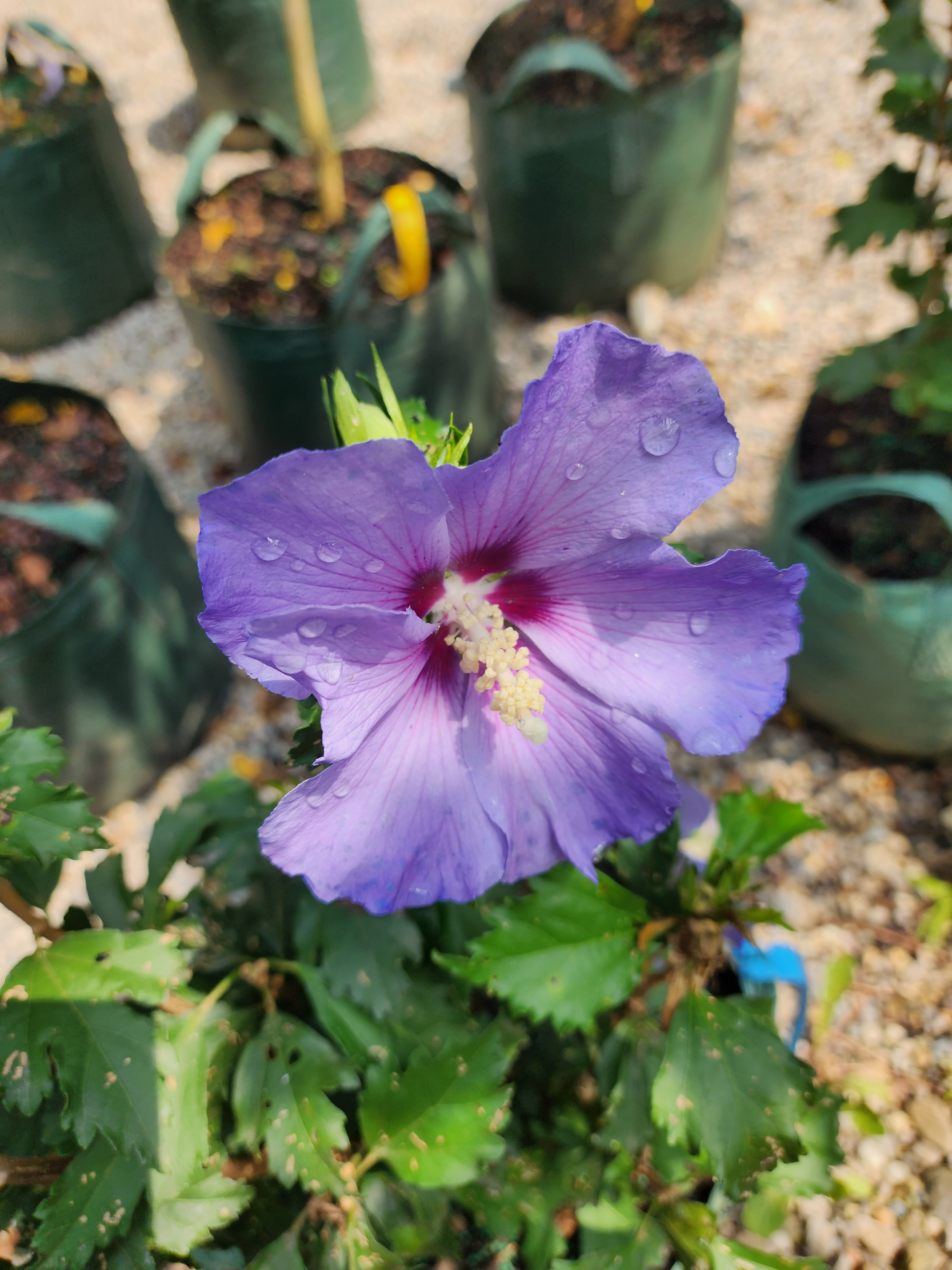 Blueboy Althea Shrub
