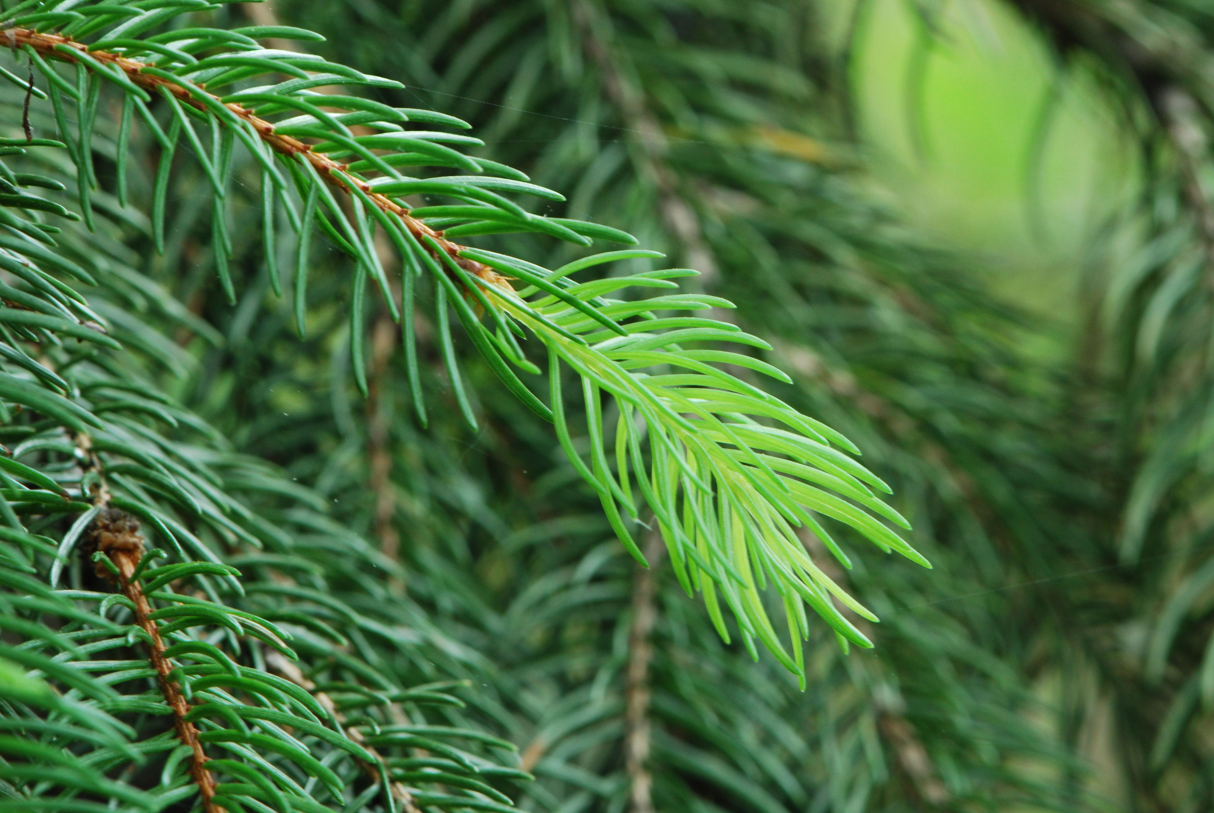 White Spruce