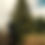 Thumbnail: Norway Spruce