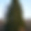 Thumbnail: Norway Spruce