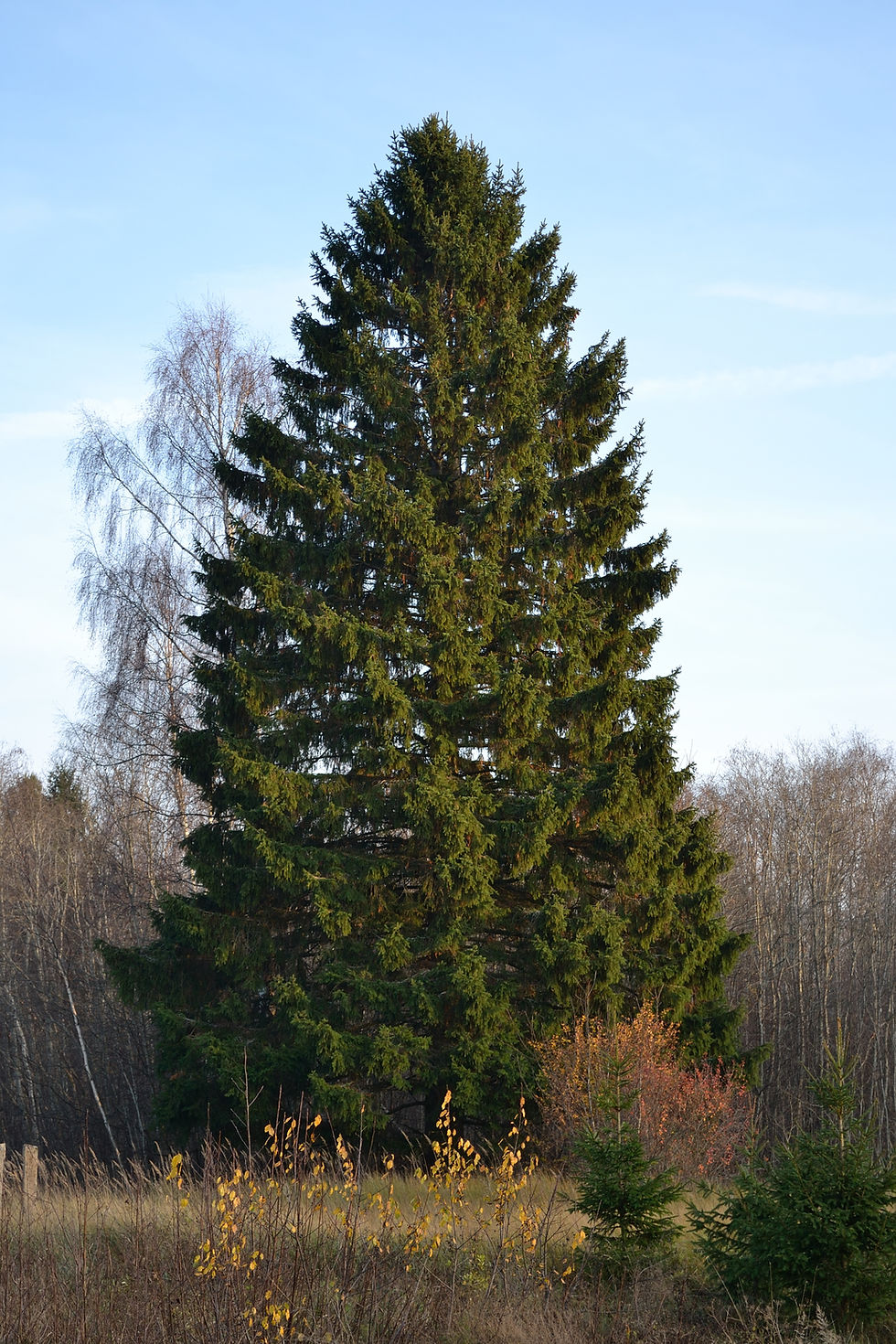 Thumbnail: Norway Spruce Fiber Pots