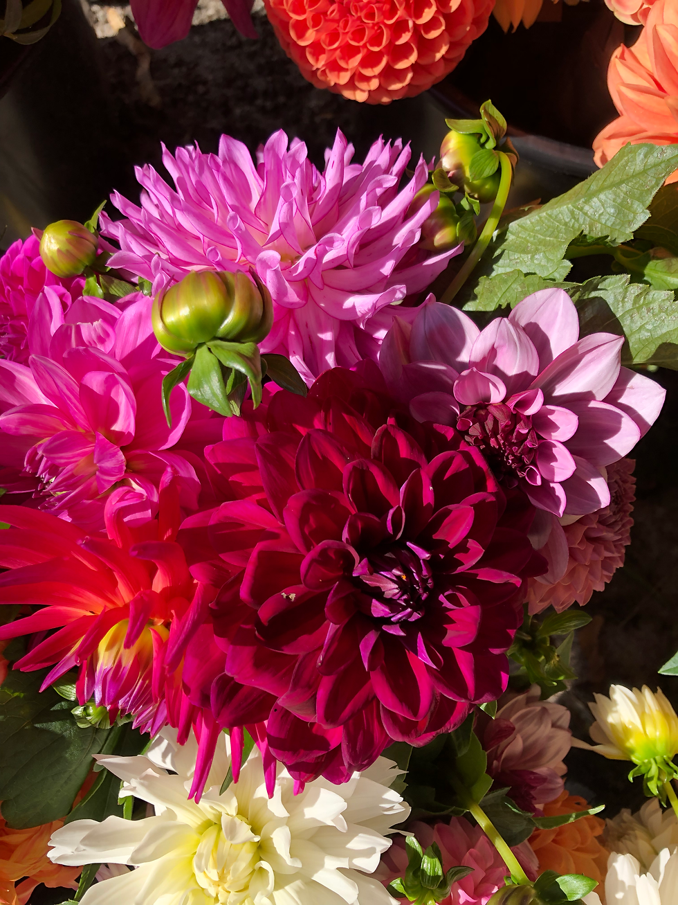 Thumbnail: Individual Cut flowers - will resume in June 2026