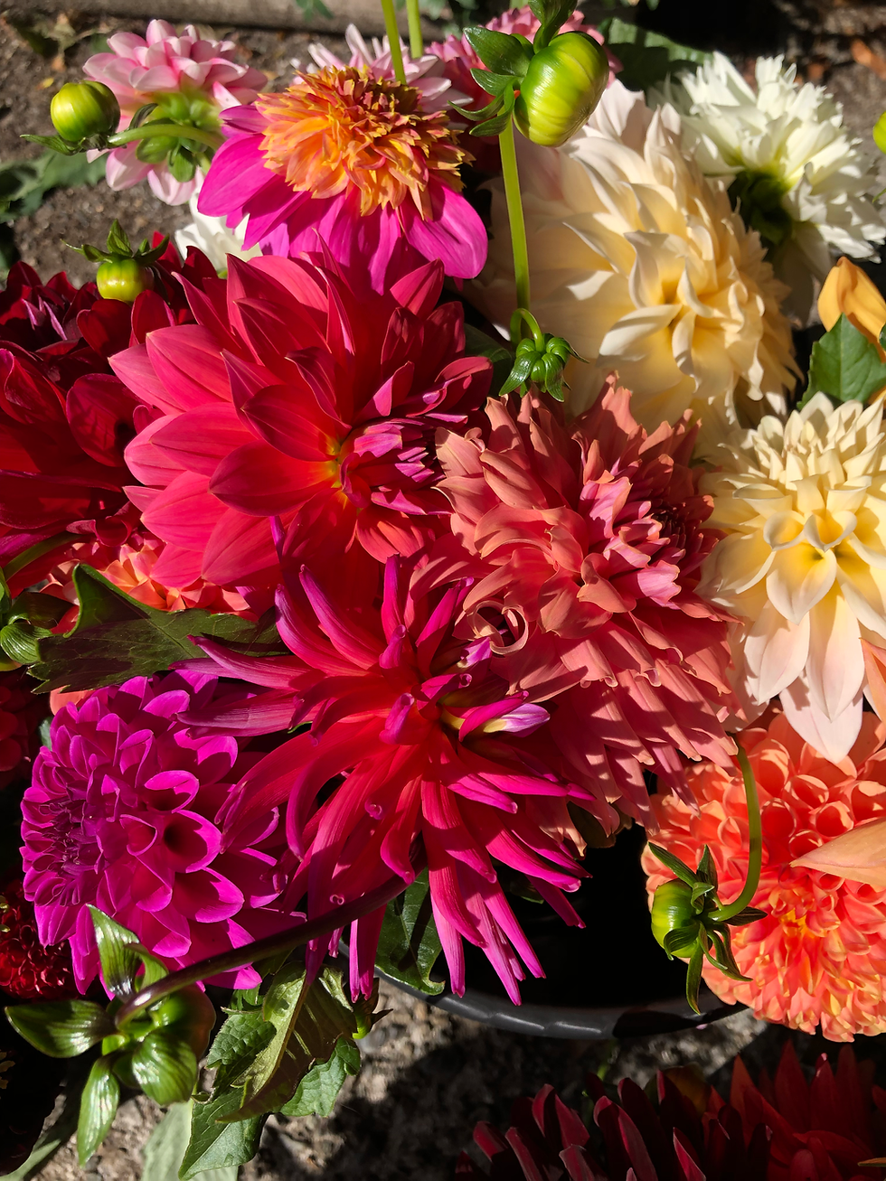 Thumbnail: Individual Cut flowers - will resume in June 2026