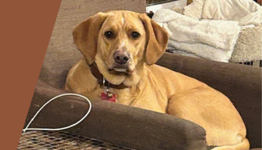 Untitled design (1).png