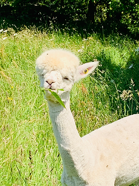 alpaca munching.png